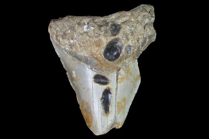 Partial, Megalodon Tooth - North Carolina #91693